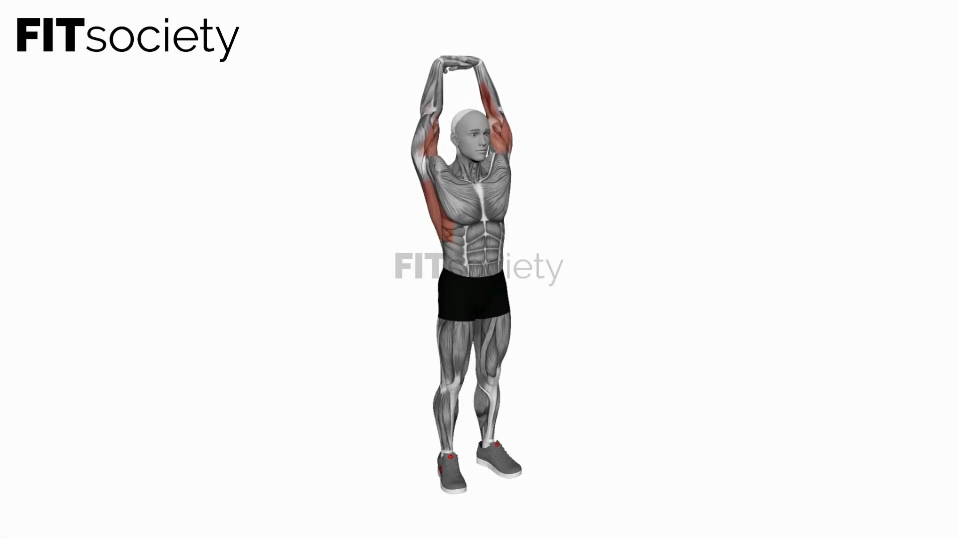 Arm Extension in Vertical Stretch