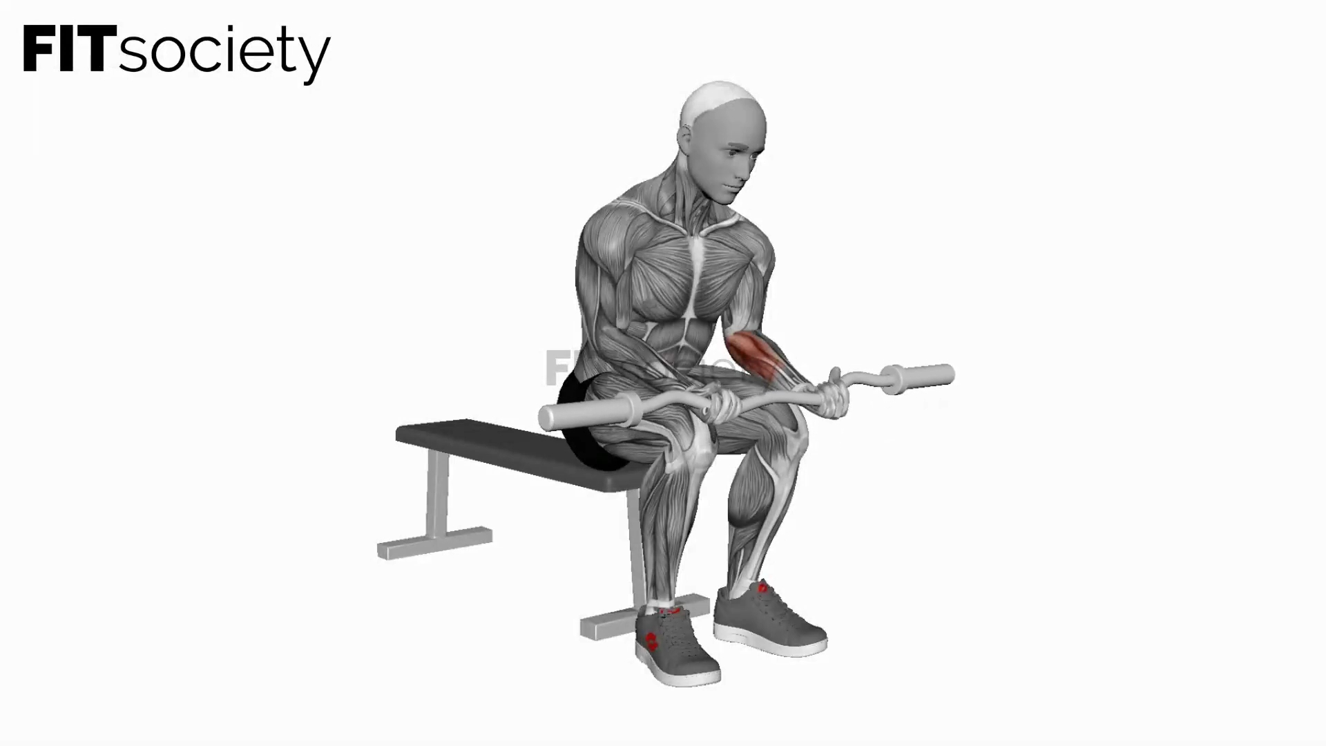 Ez Bar Seated Wrist Curl