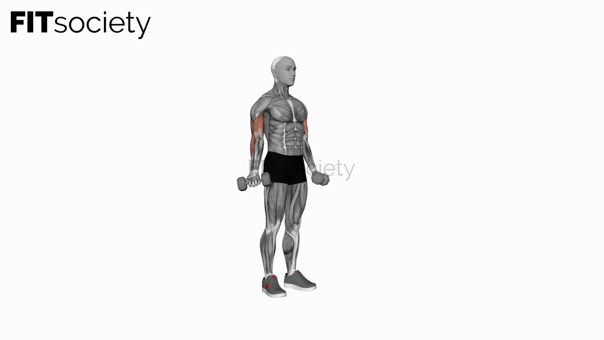 Dumbbell Standing Wide Simultaneous Biceps Curl