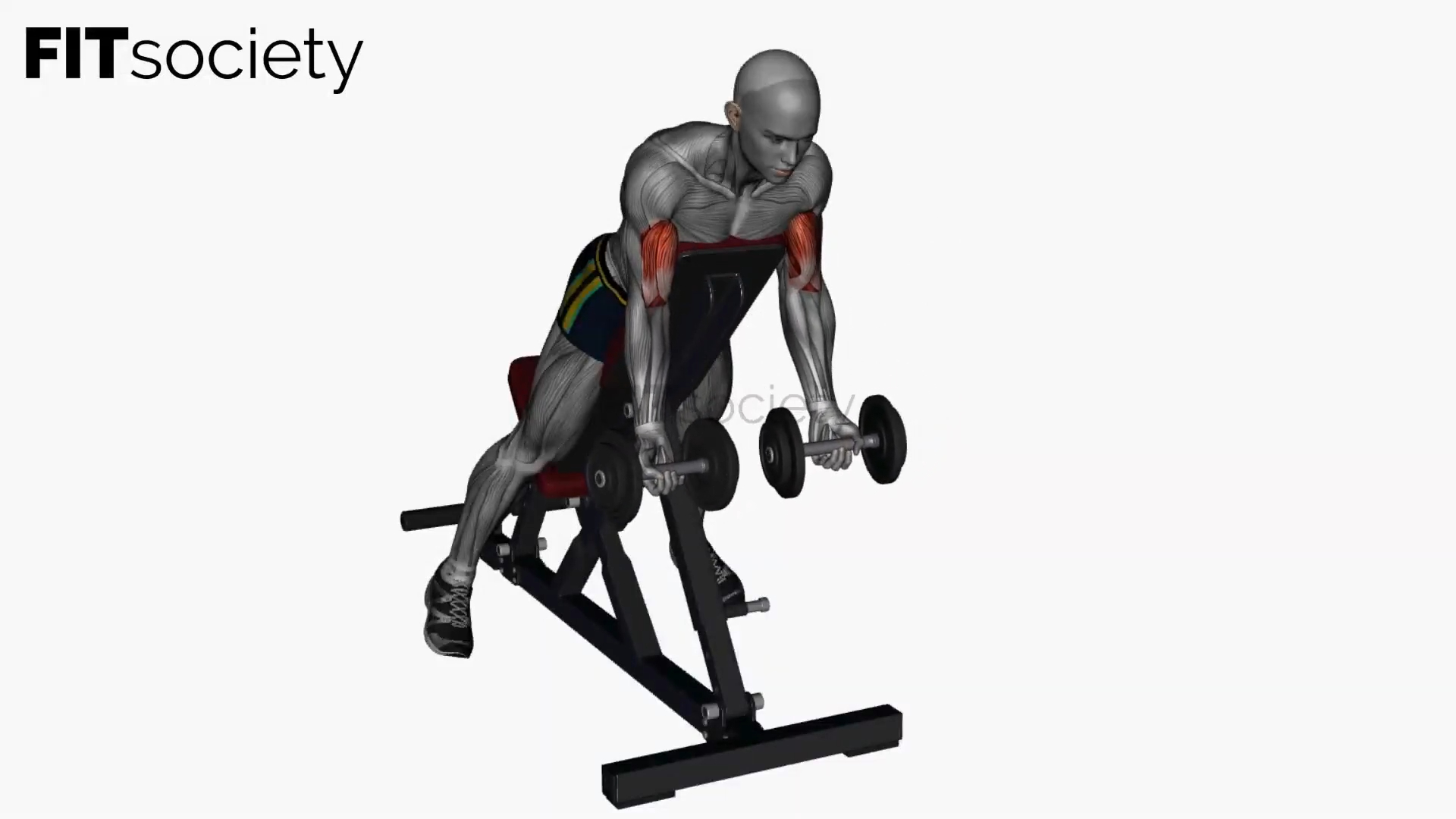 Spider Curl Dumbbells Simultaneous