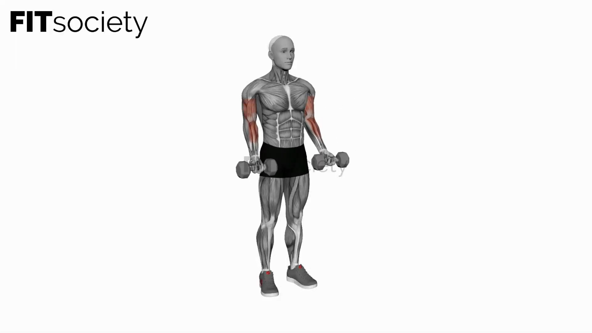 Dumbbell Half Biceps Curl for 21s
