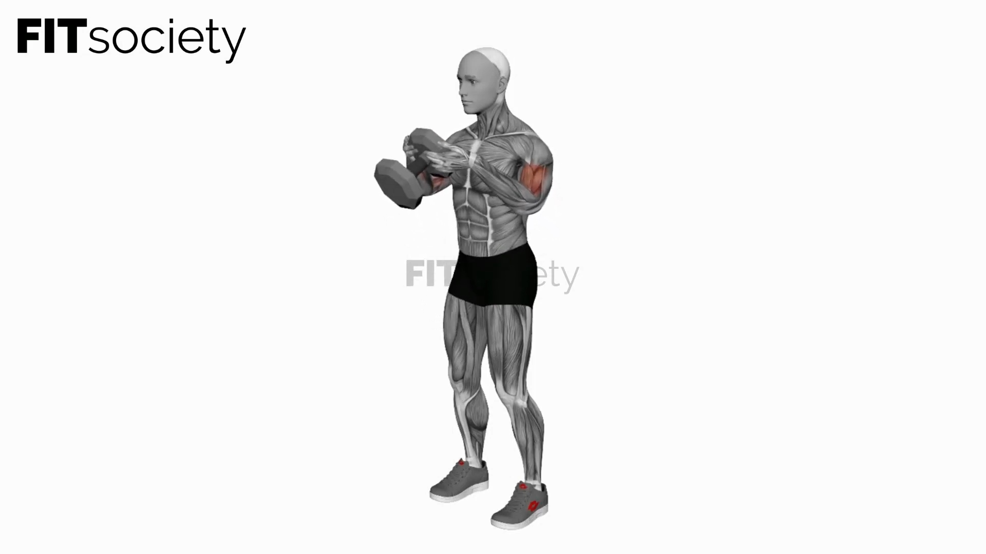 Single Dumbbell Biceps Curl