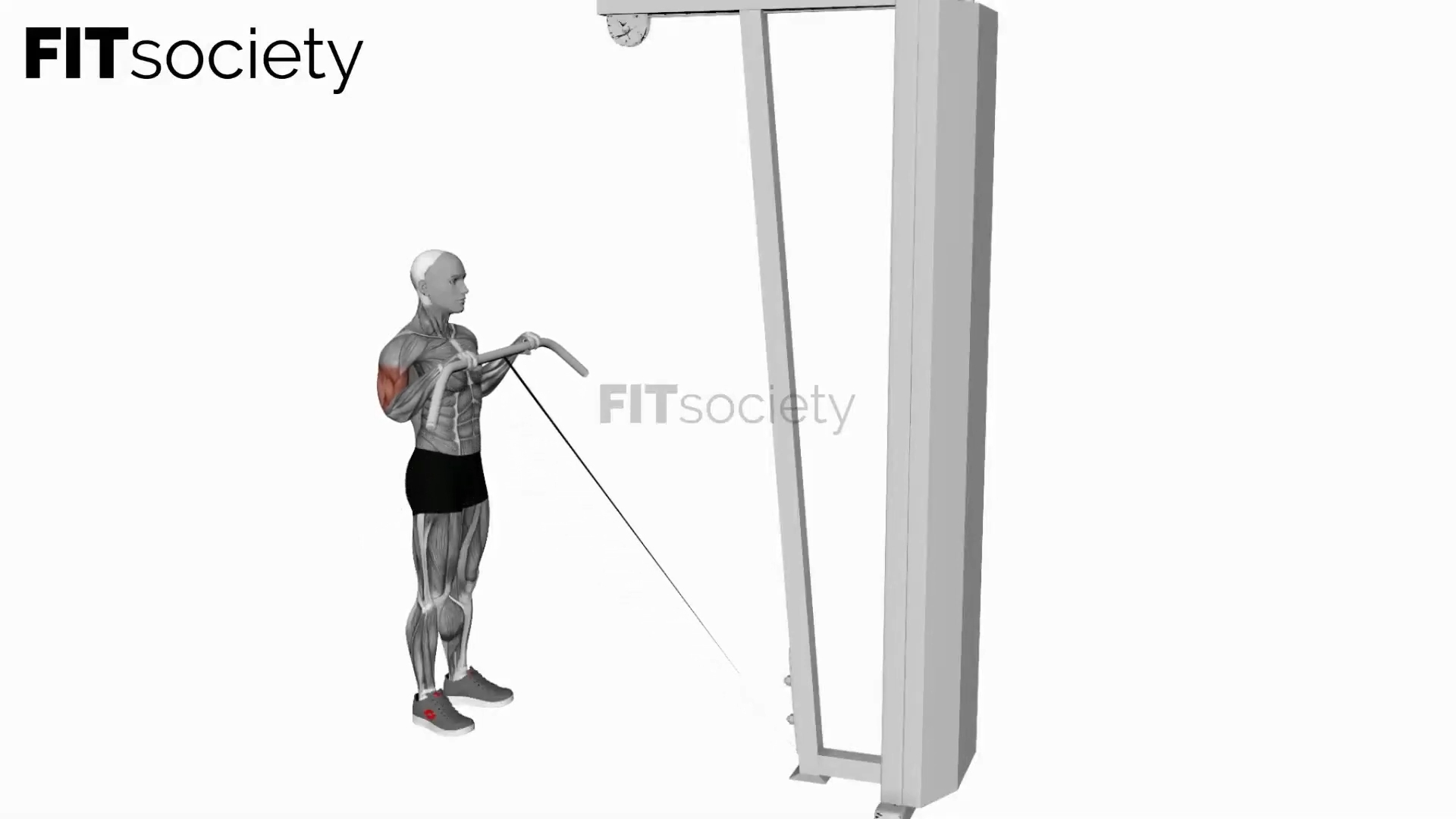 Cable Reverse Curl