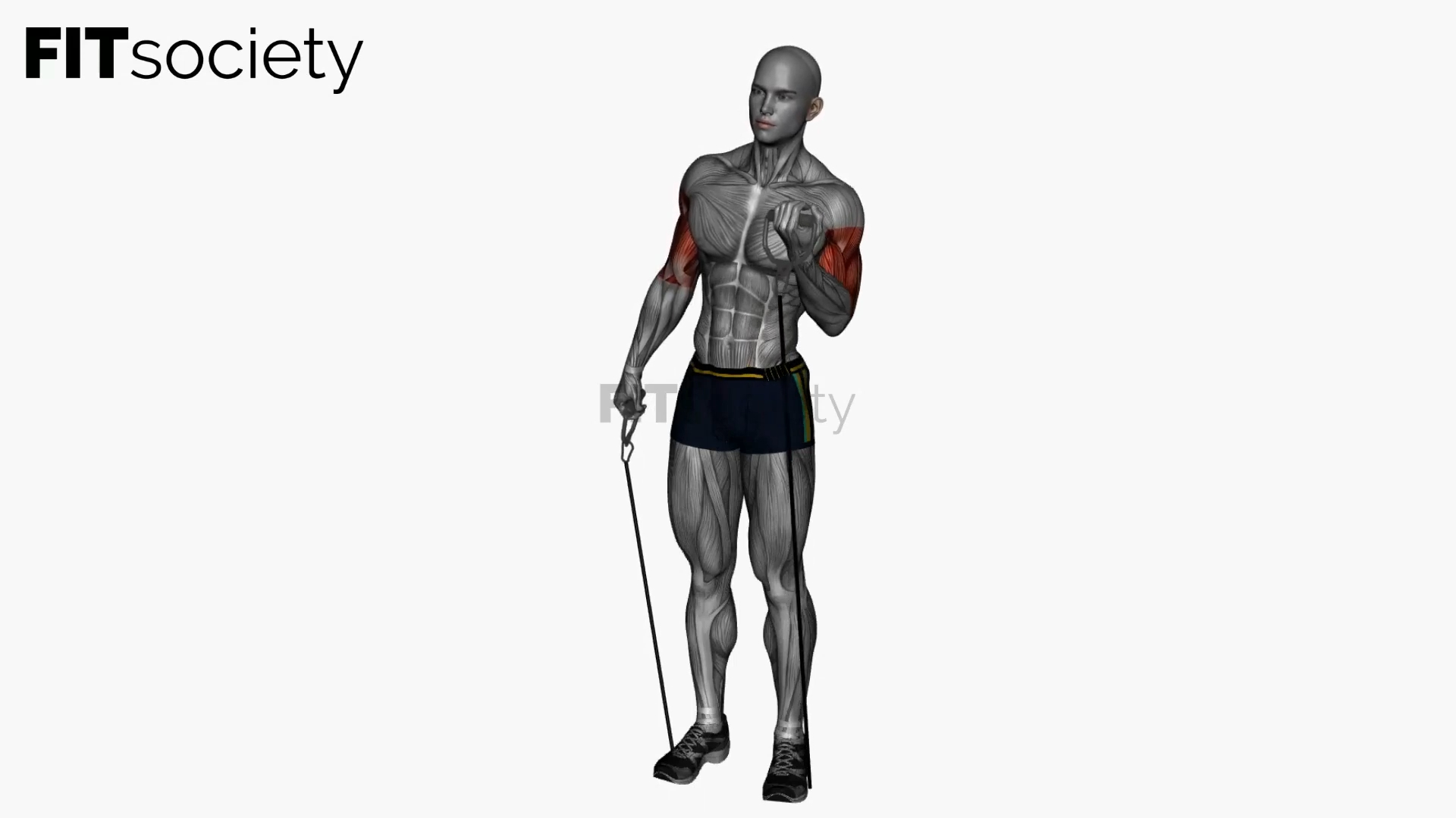 Alternating Biceps Curl with Resistance Band
