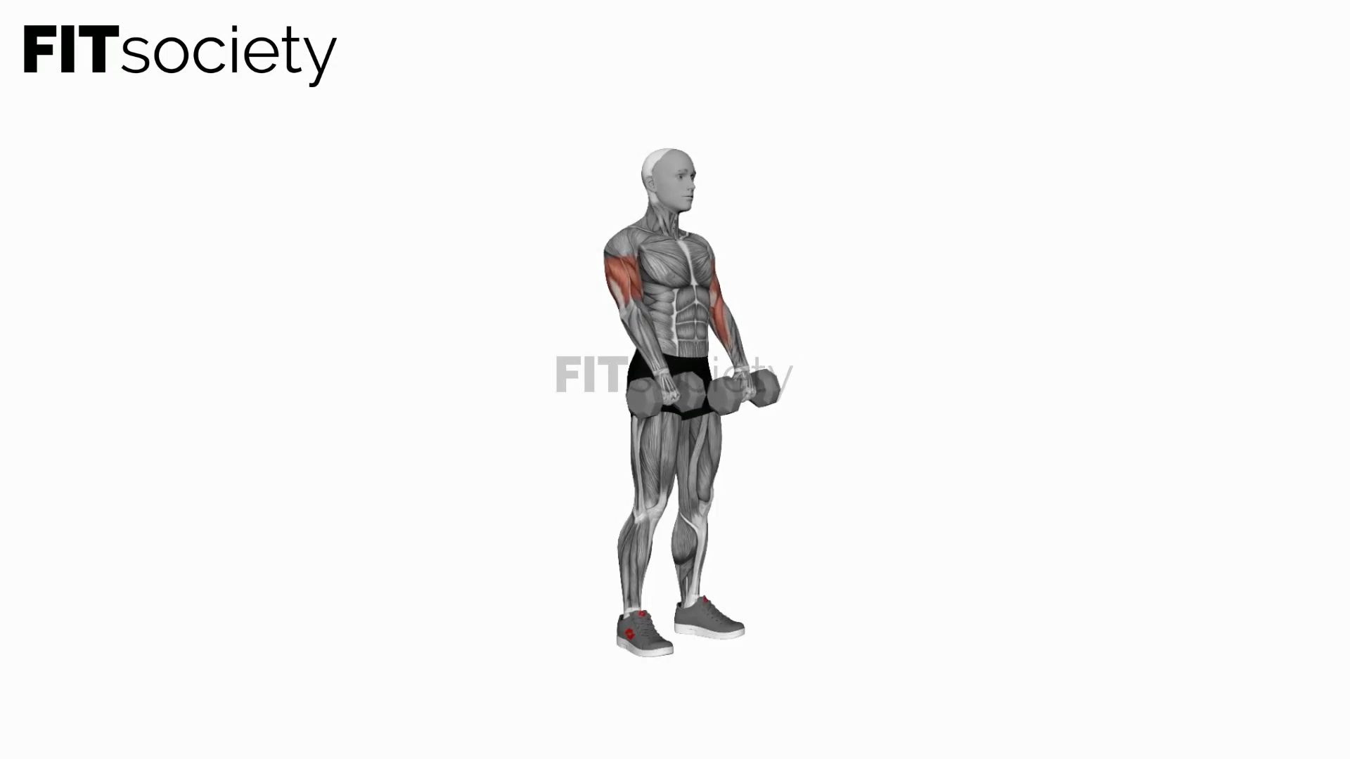 Dumbbell Reverse-Grip Biceps Curl