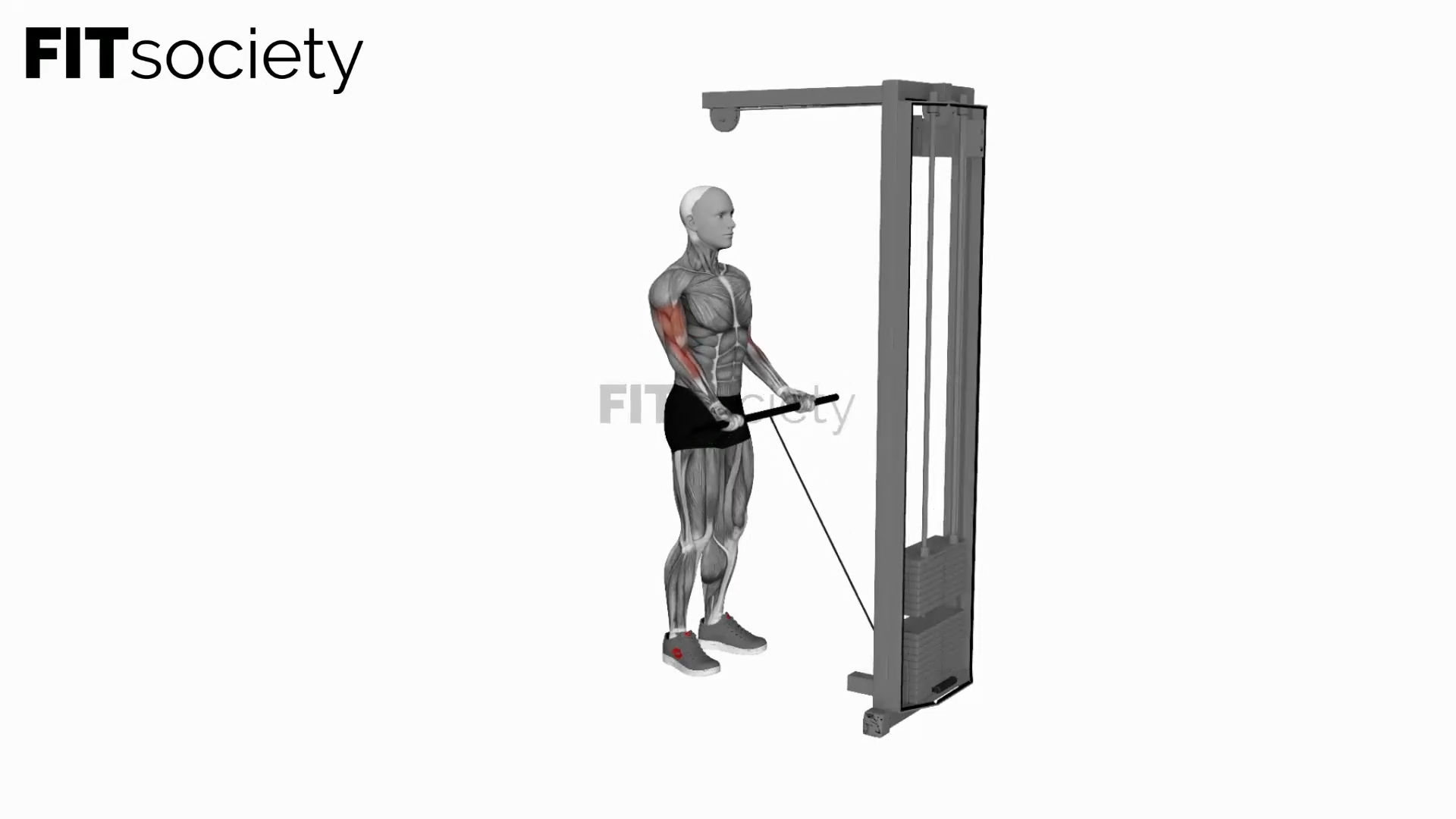 Cable Close-Grip Curl