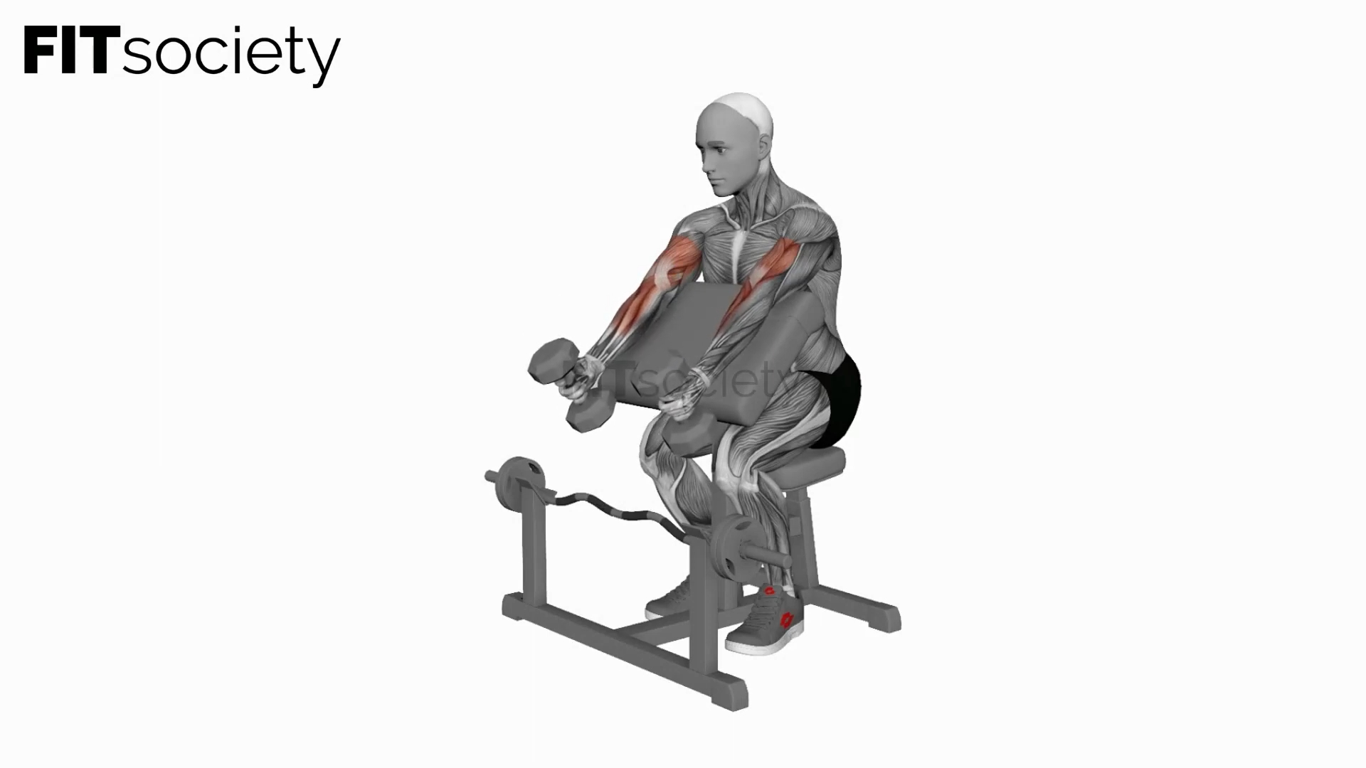 Simultaneous-Arm Dumbbell Hammer Preacher Curl