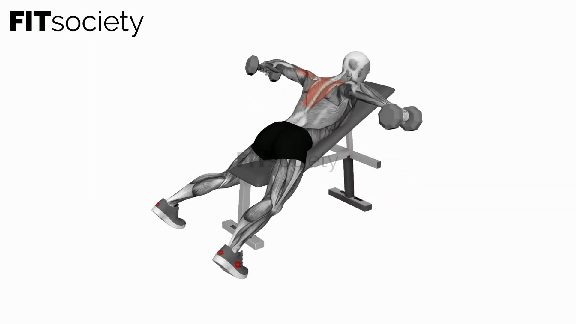 Dumbbell Reverse Fly
