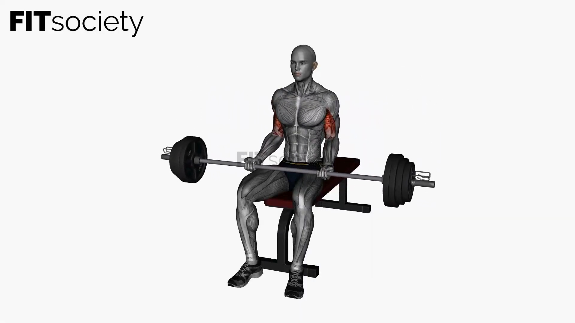 Barbell Lap Curl
