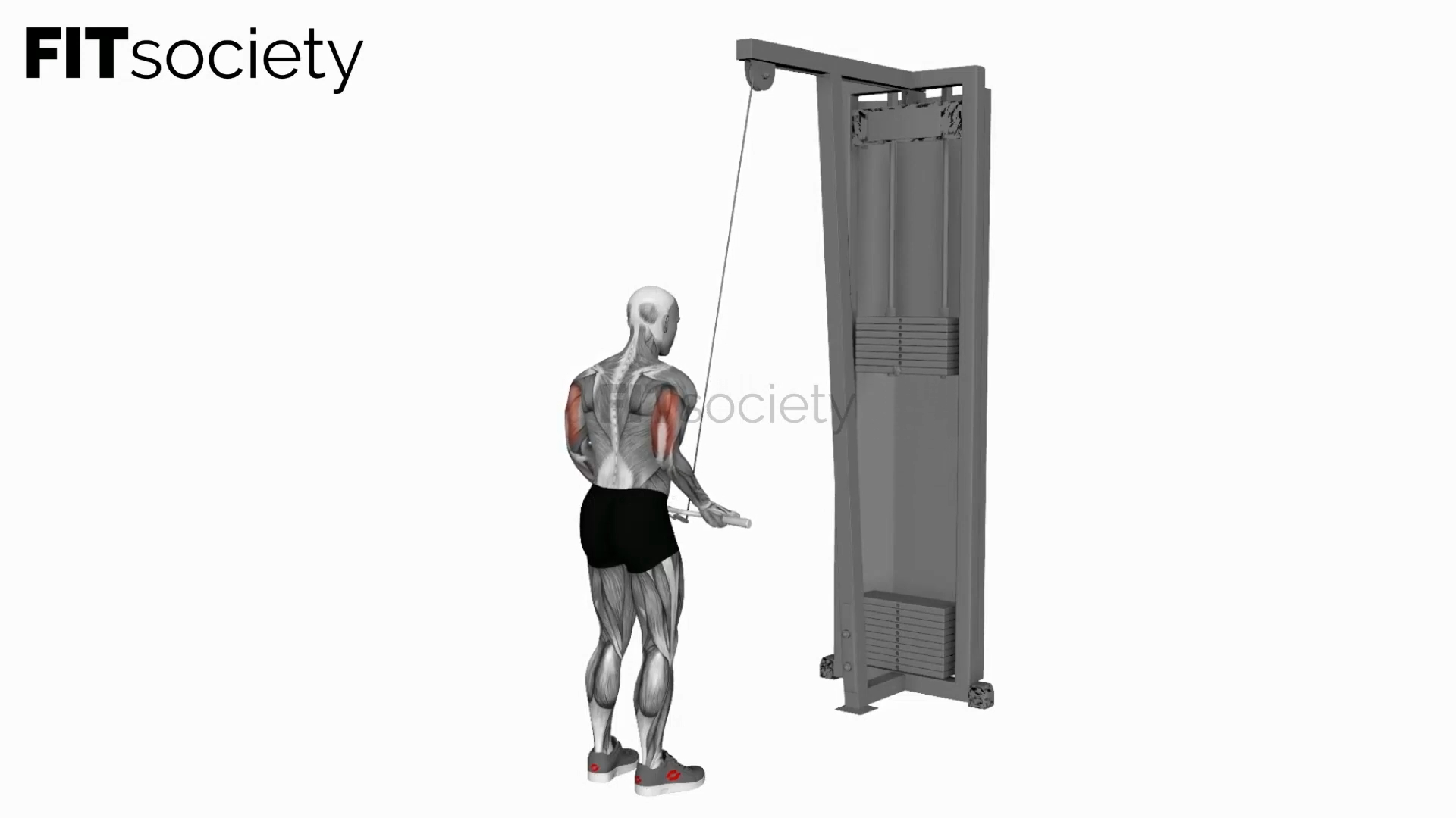 Cable Reverse Grip Triceps Pushdown (Ez-Bar)