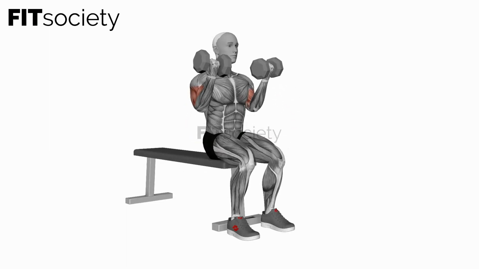 Dumbbell Seated Curl