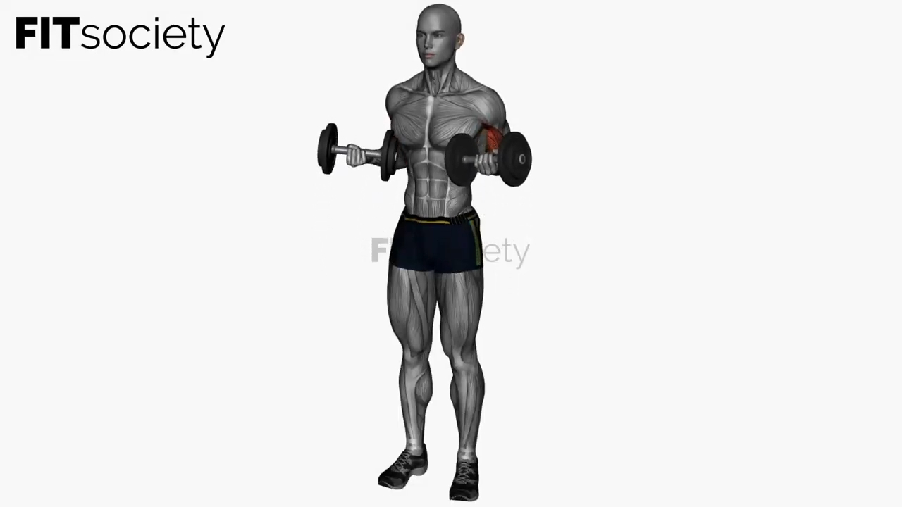 Dumbbell Drag Curl