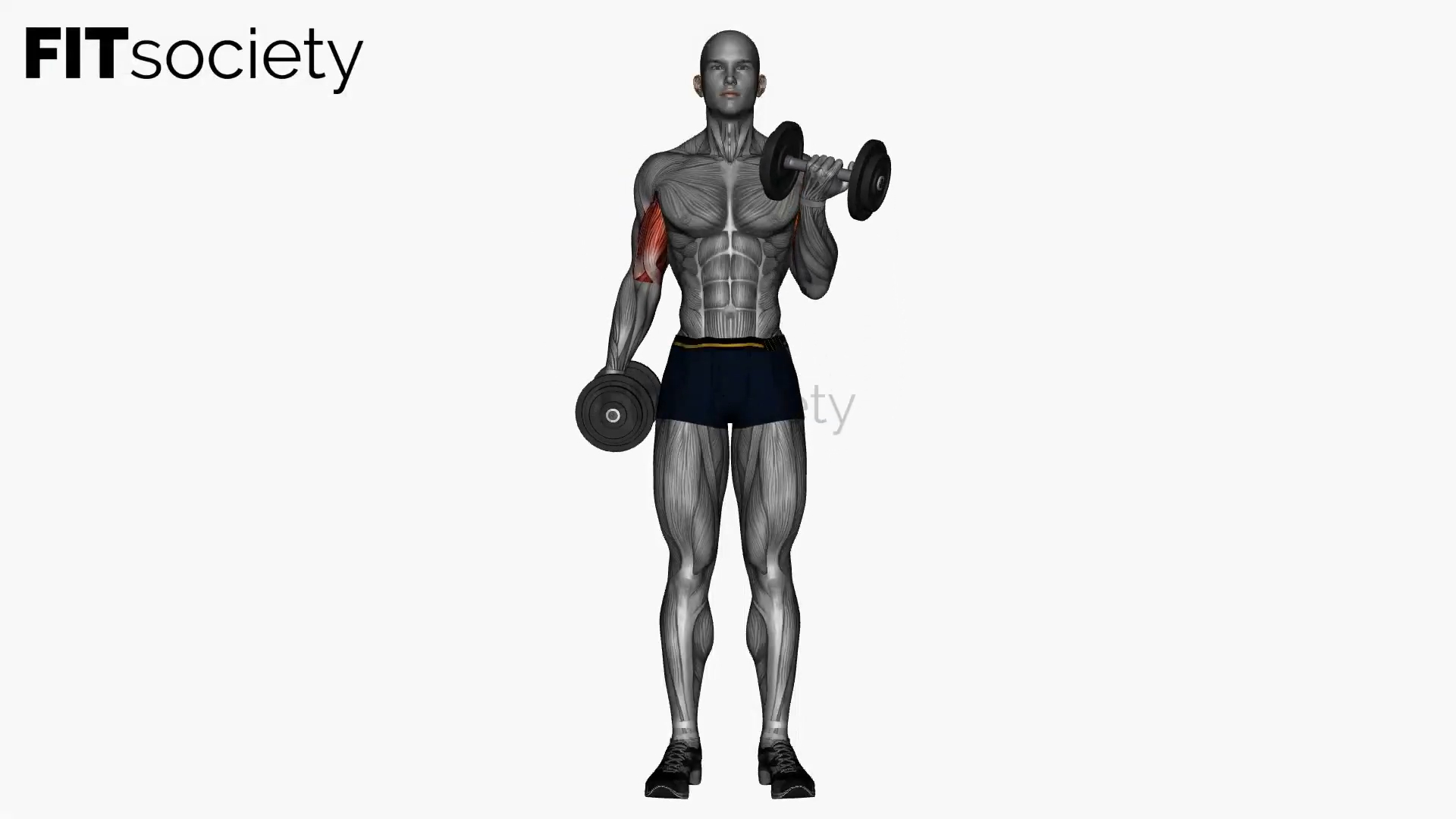 Dumbbell Curls Supination Grip