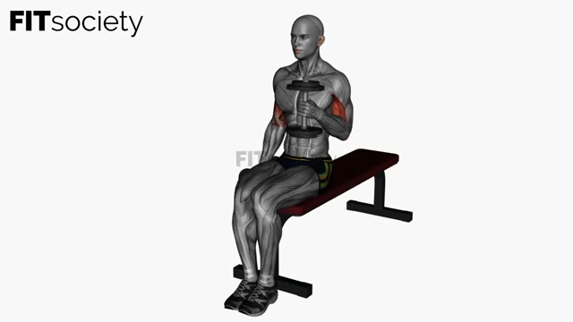 Seated Alternating Dumbbell Hammer Curls