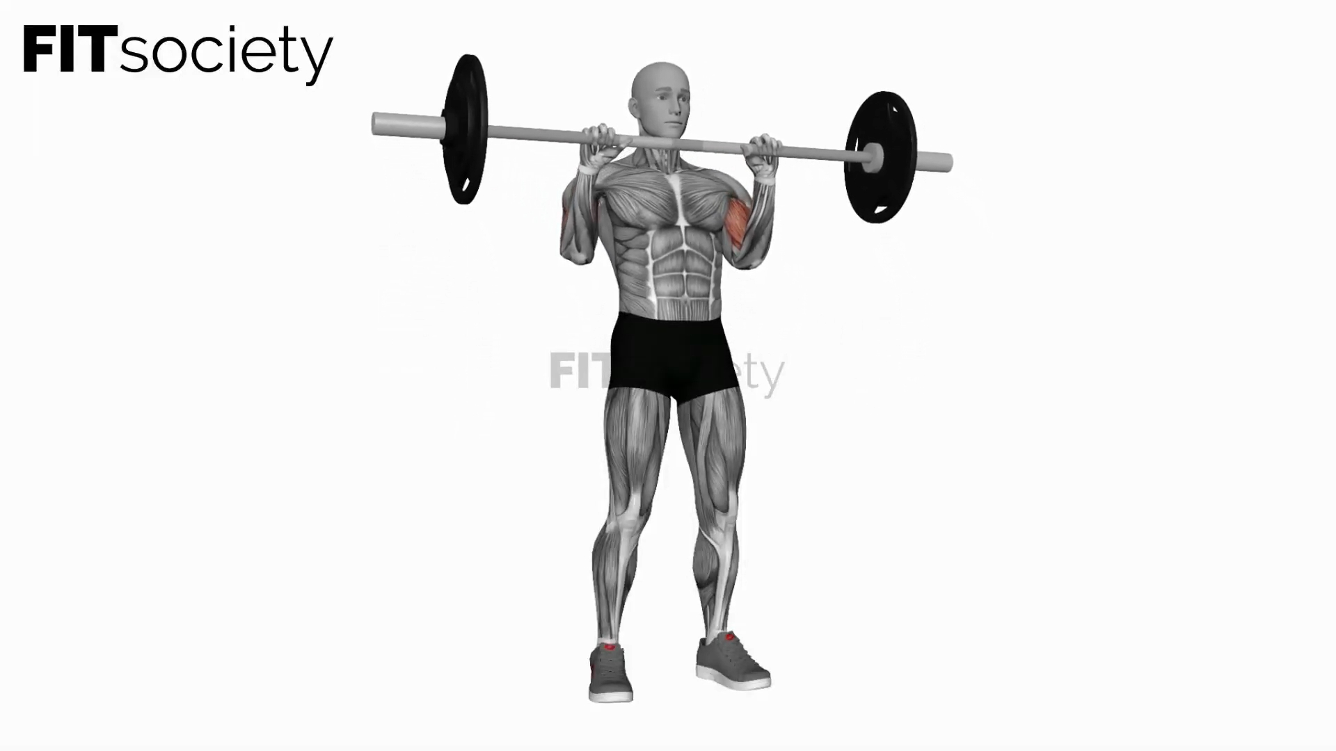 Barbell Reverse Biceps Curl
