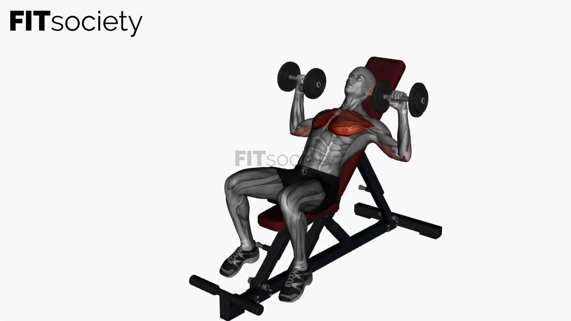 Incline Dumbbell Chest Press on Bench