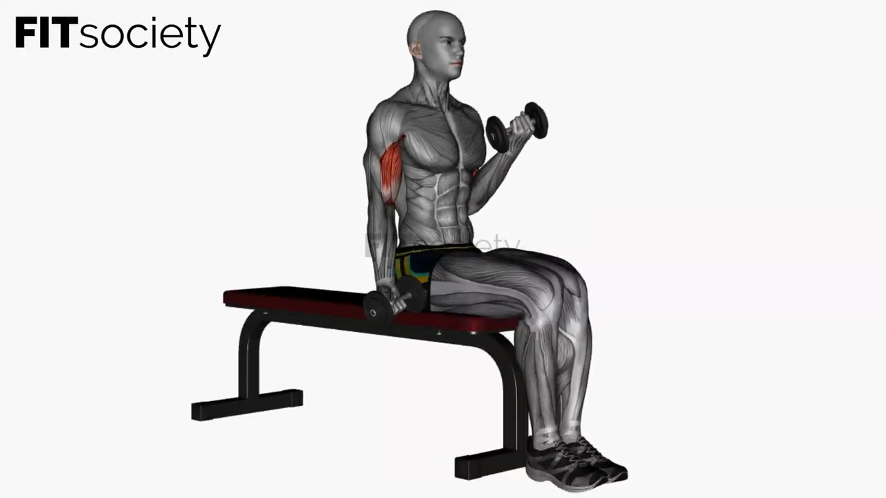 Curl alterné des biceps assis avec haltères