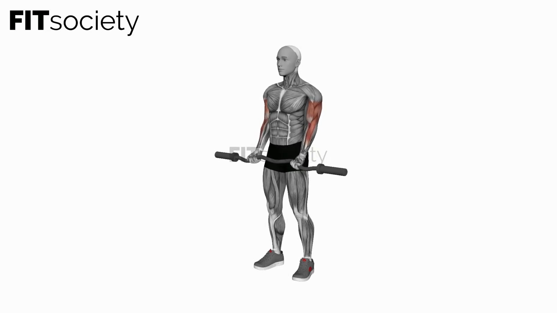 Ez Barbell Curl