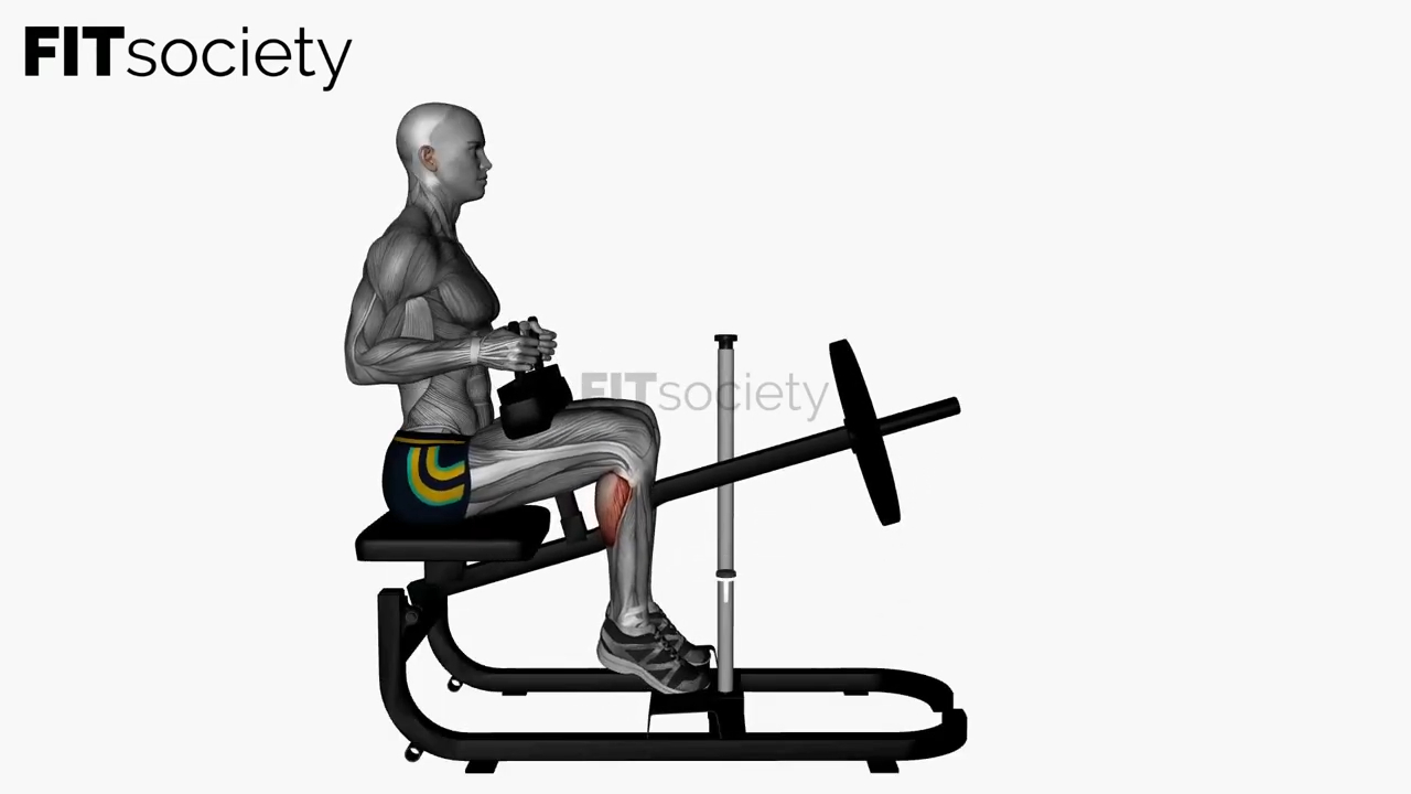 Seated Calf Machine