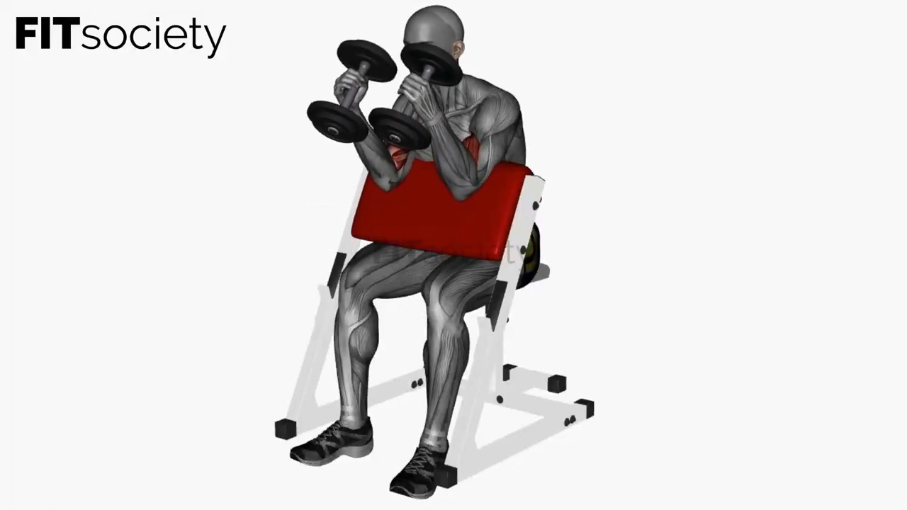 Preacher Hammer Curl Simultaneous