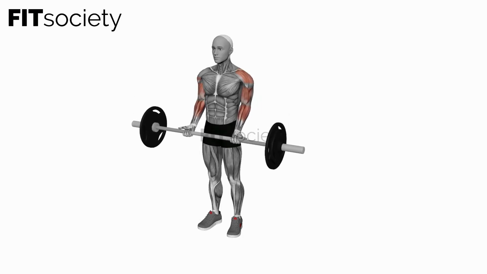 Barbell Drag Biceps Curl