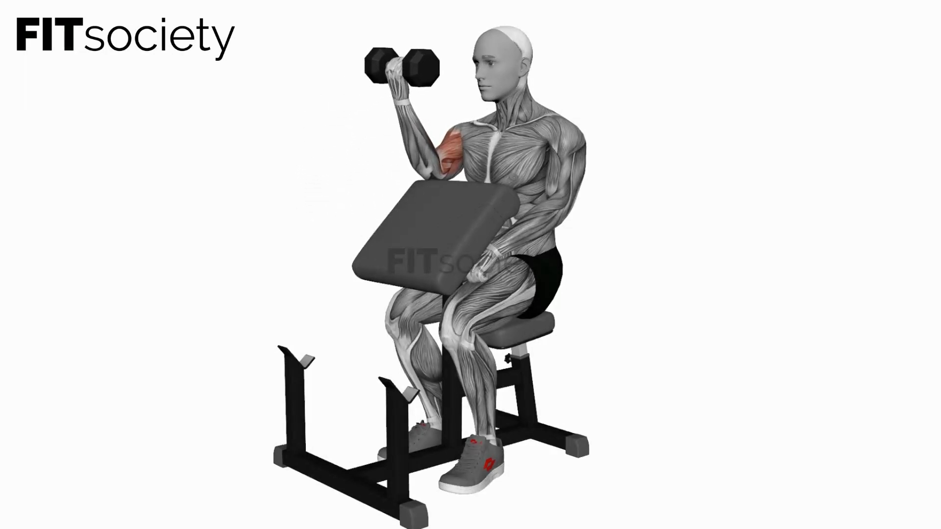 Dumbbell Preacher Curl