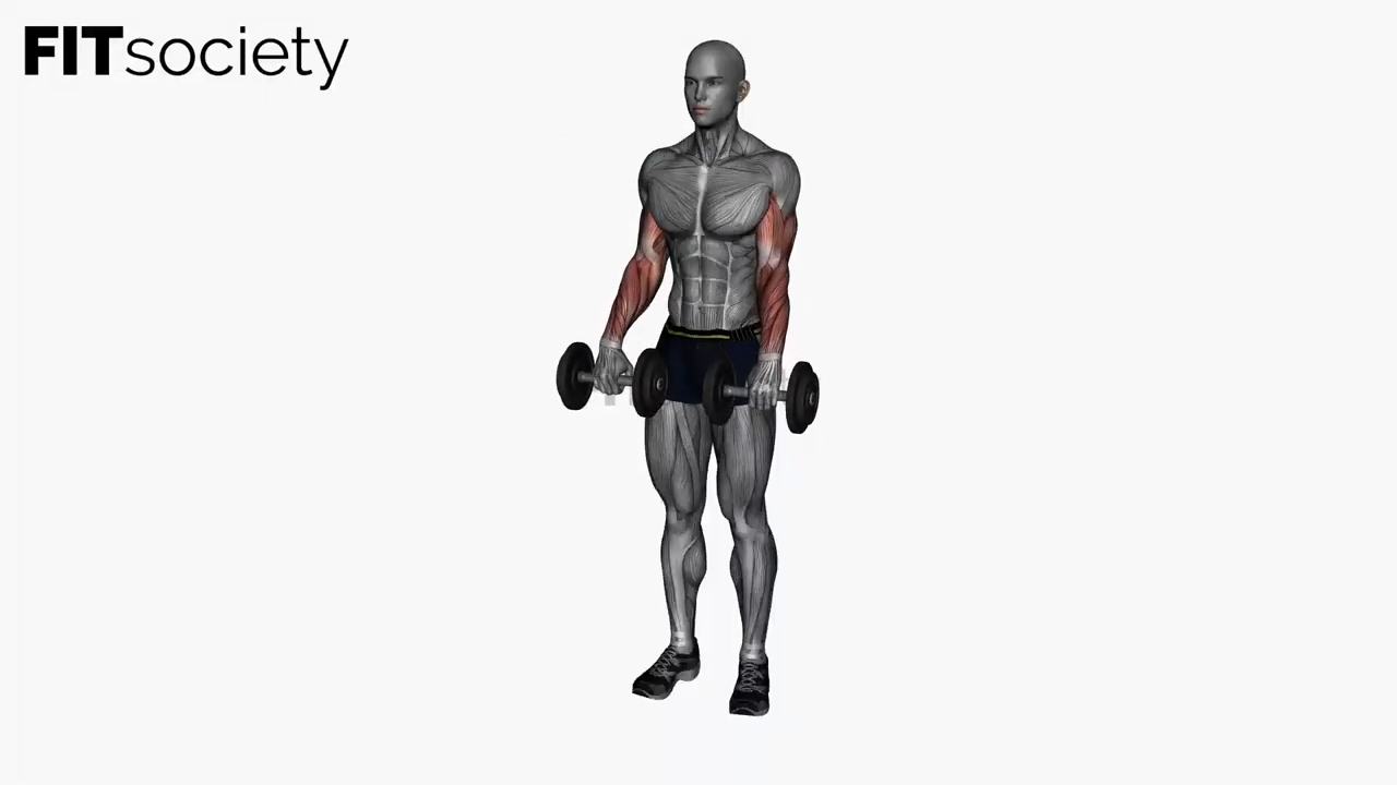 Reverse Curl Dumbbell Simultaneous