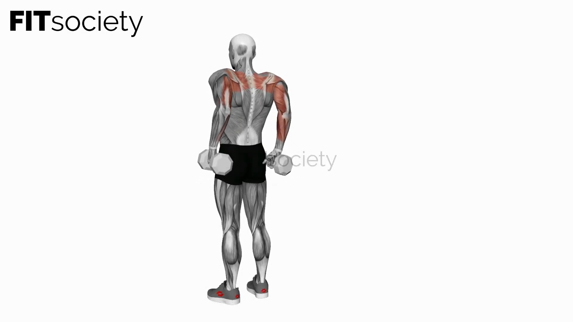 Dumbbell Rear Full Shrugs