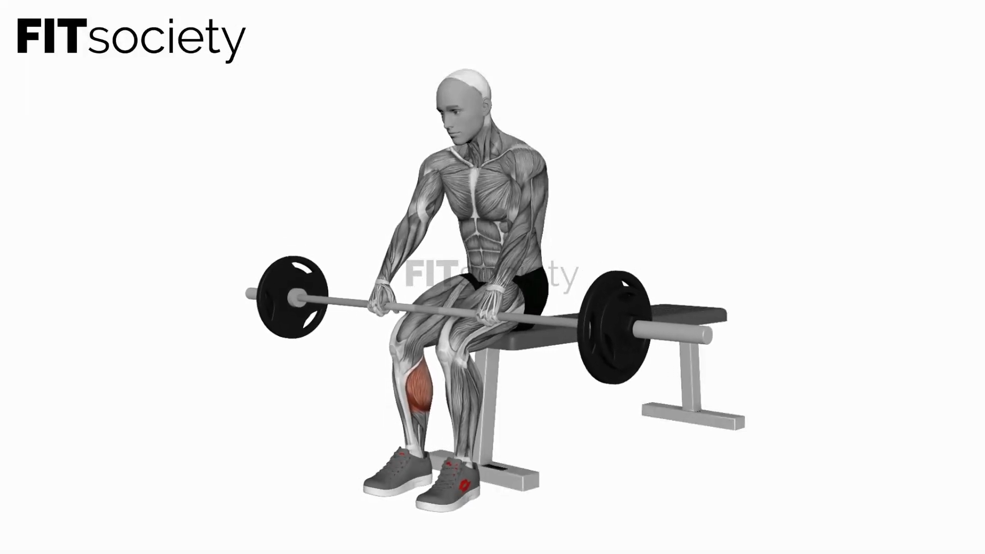 Barbell Seated On Knee Calve Raises