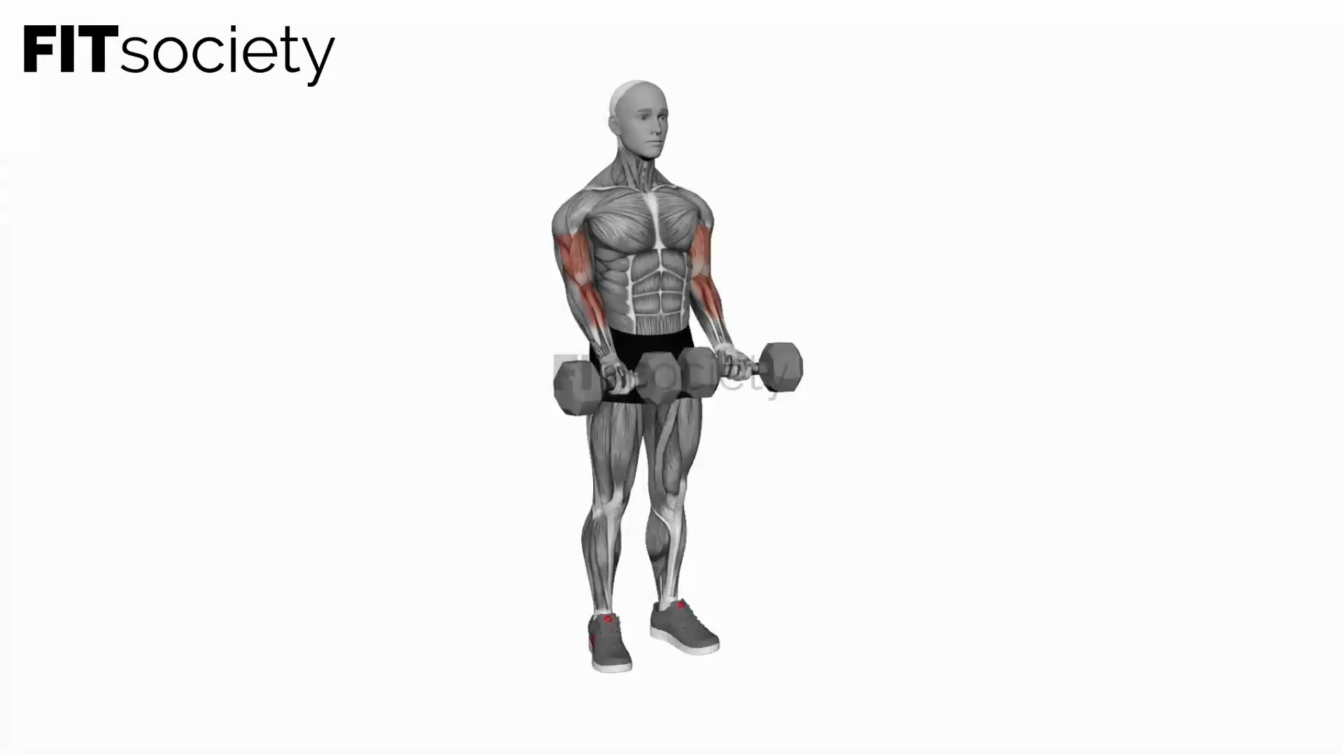 Dumbbell Close-Grip Simultaneous Curl