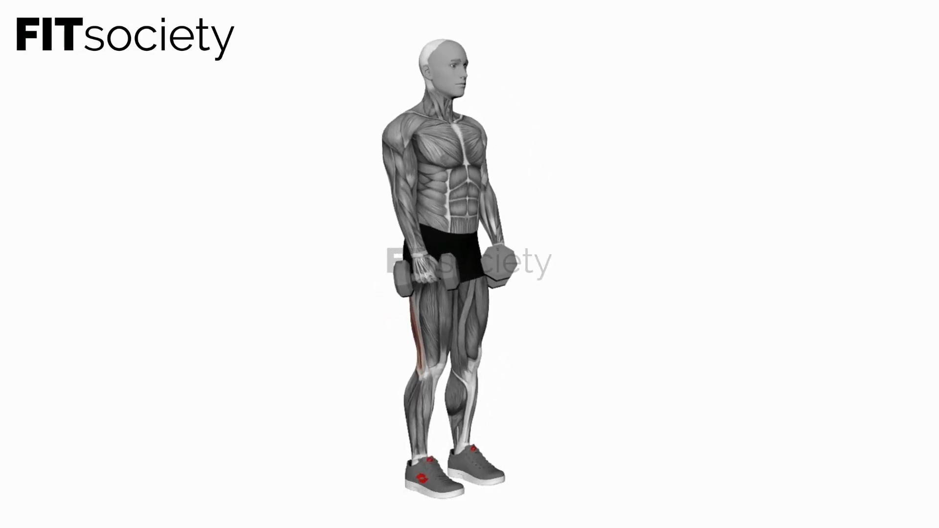 Dumbbell Straight Leg Deadlift