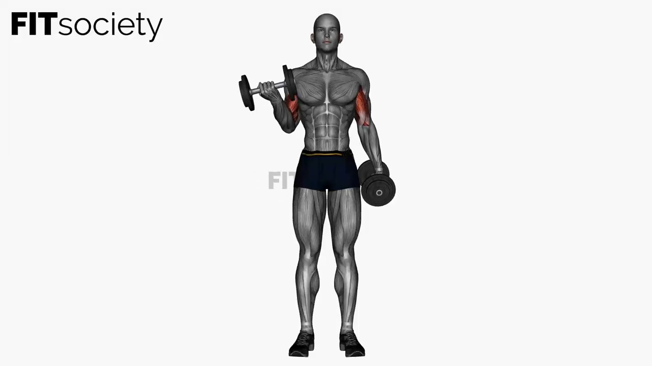 Dumbbell Curls Supination Grip