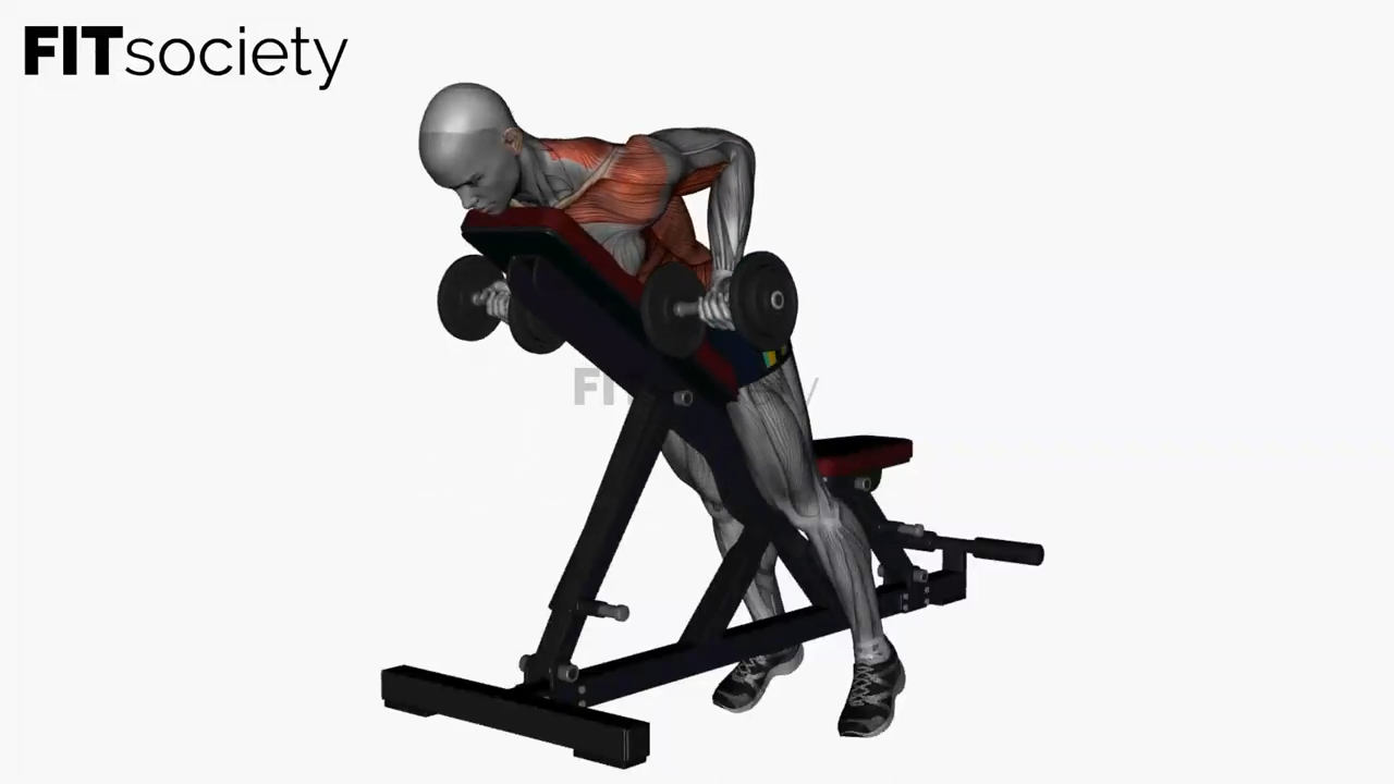 Rowing ventral sur banc avec haltères, prise supination