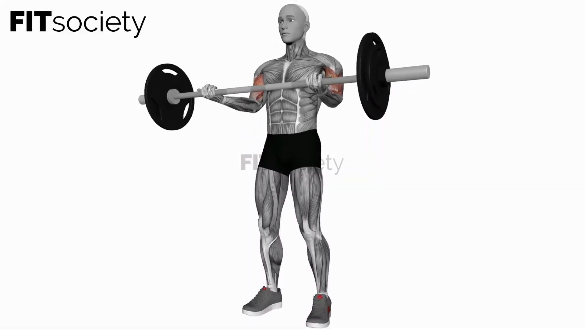 Curl des biceps à la barre