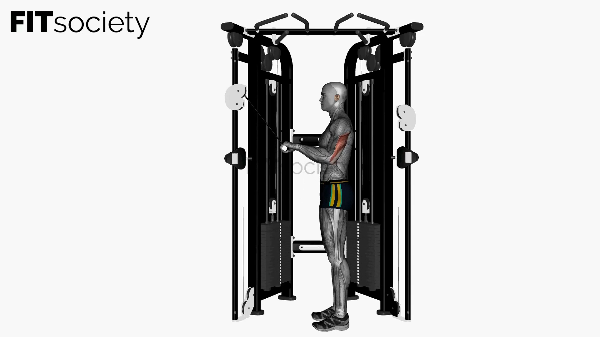 Cable Triceps Push Down Straight Bar