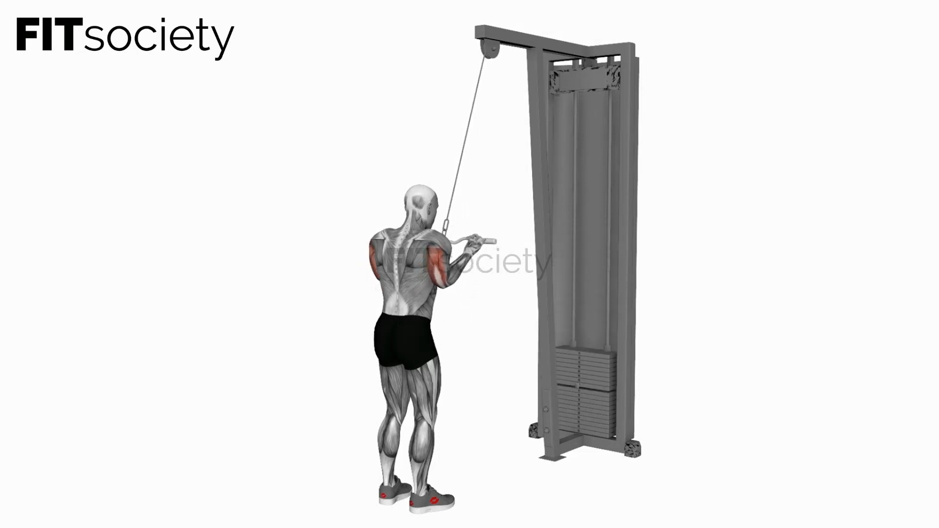 Cable Reverse Grip Triceps Pushdown (Ez-Bar)