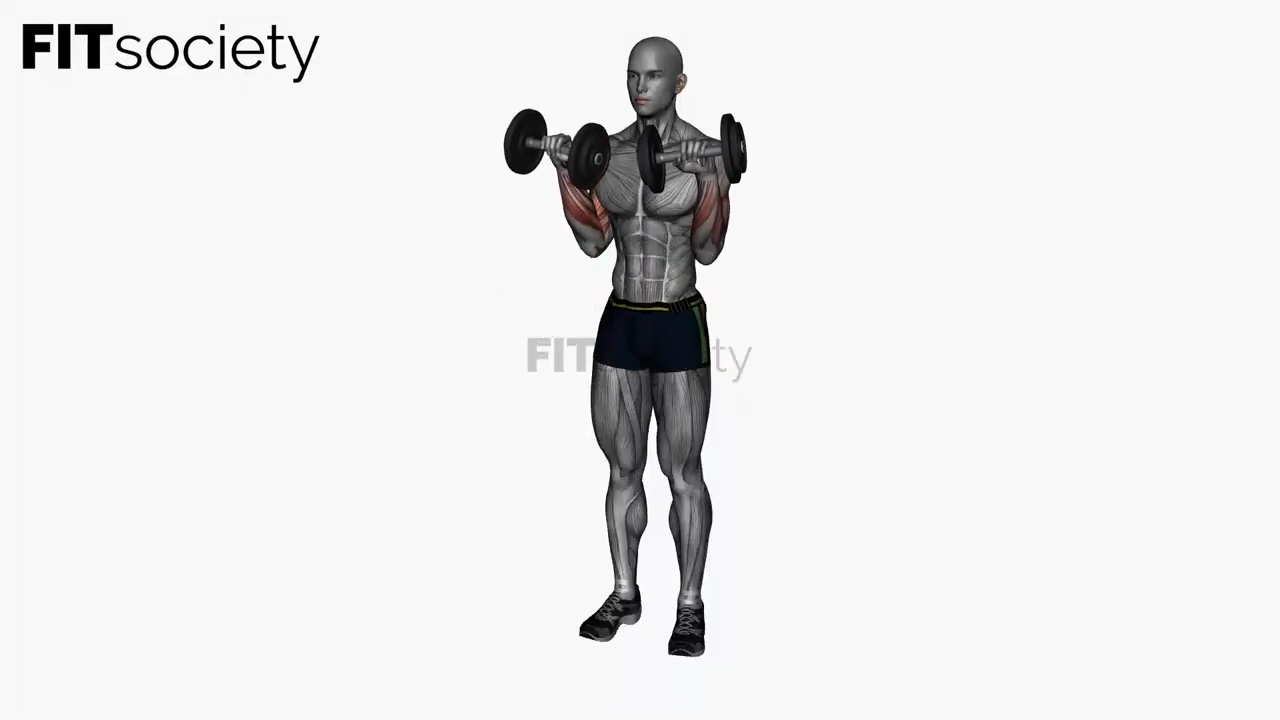 Reverse Curl Dumbbell Simultaneous