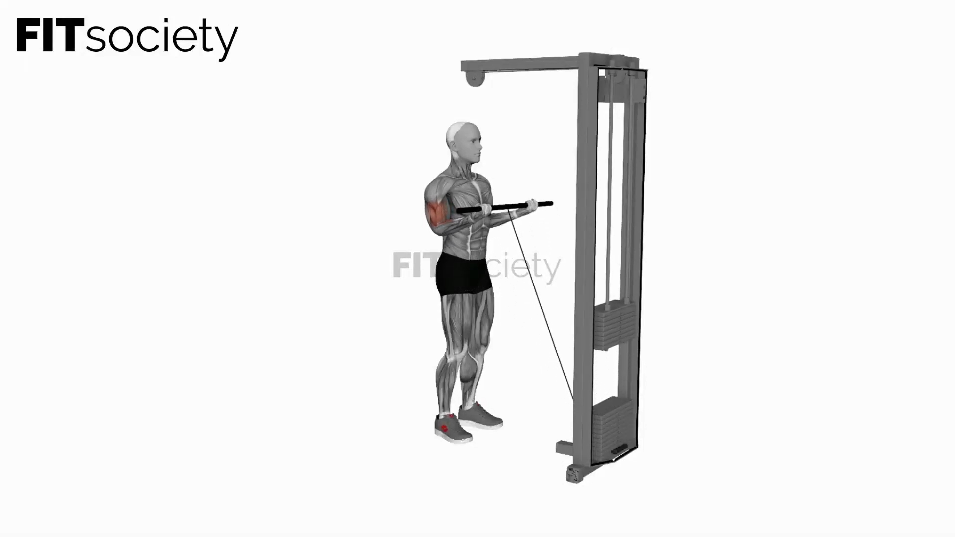 Cable Close-Grip Curl