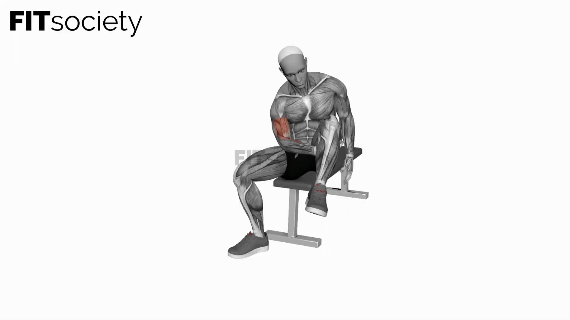Biceps Leg Concentration Curl