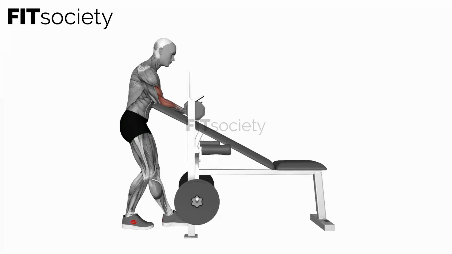 Dumbbell Standing One Arm Curl Over Incline Bench