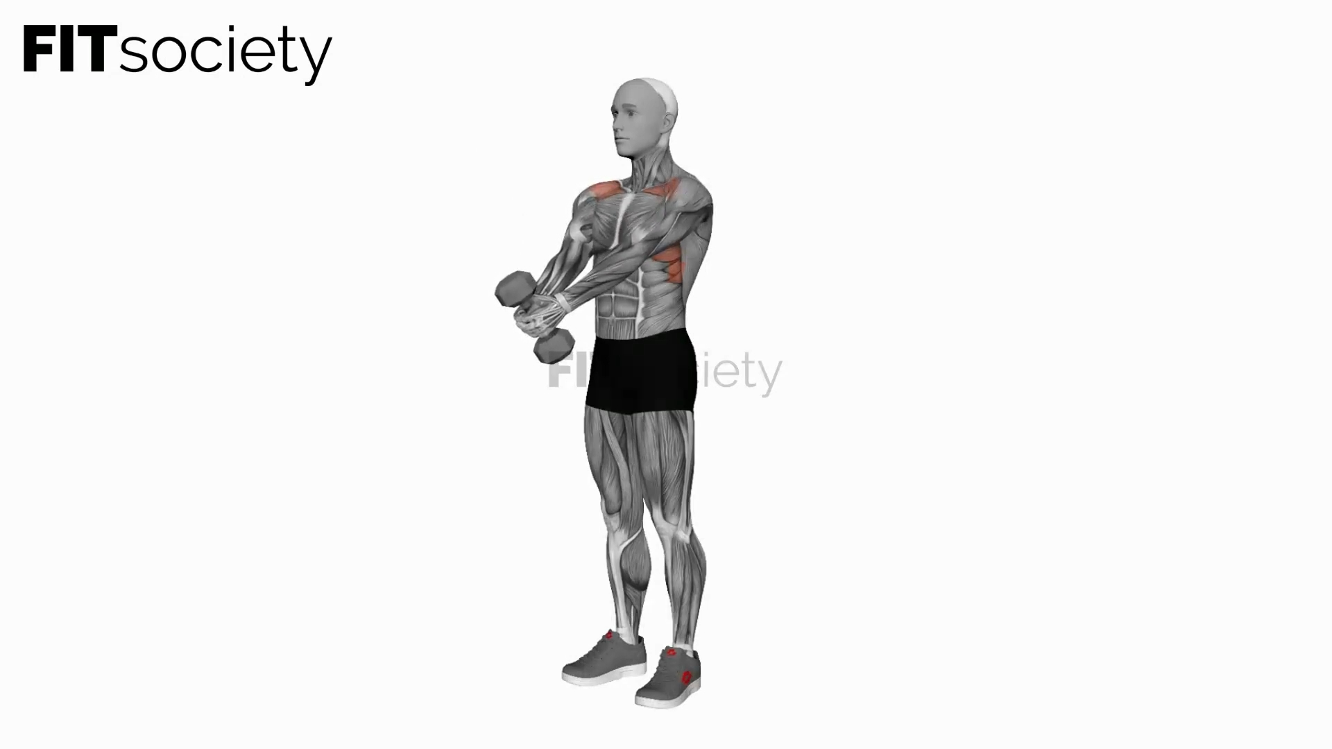 Dumbbell Front Raise (Version 2)