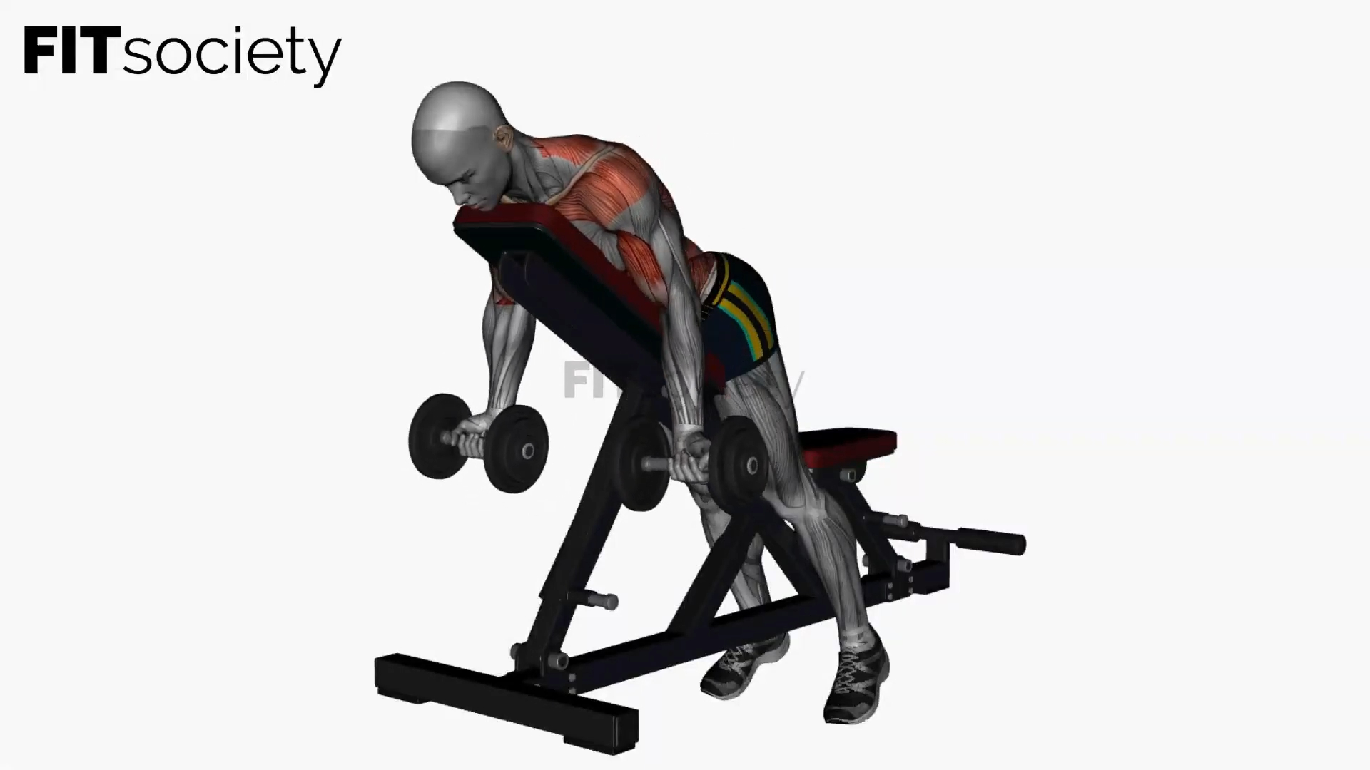 Rowing ventral sur banc avec haltères, prise supination