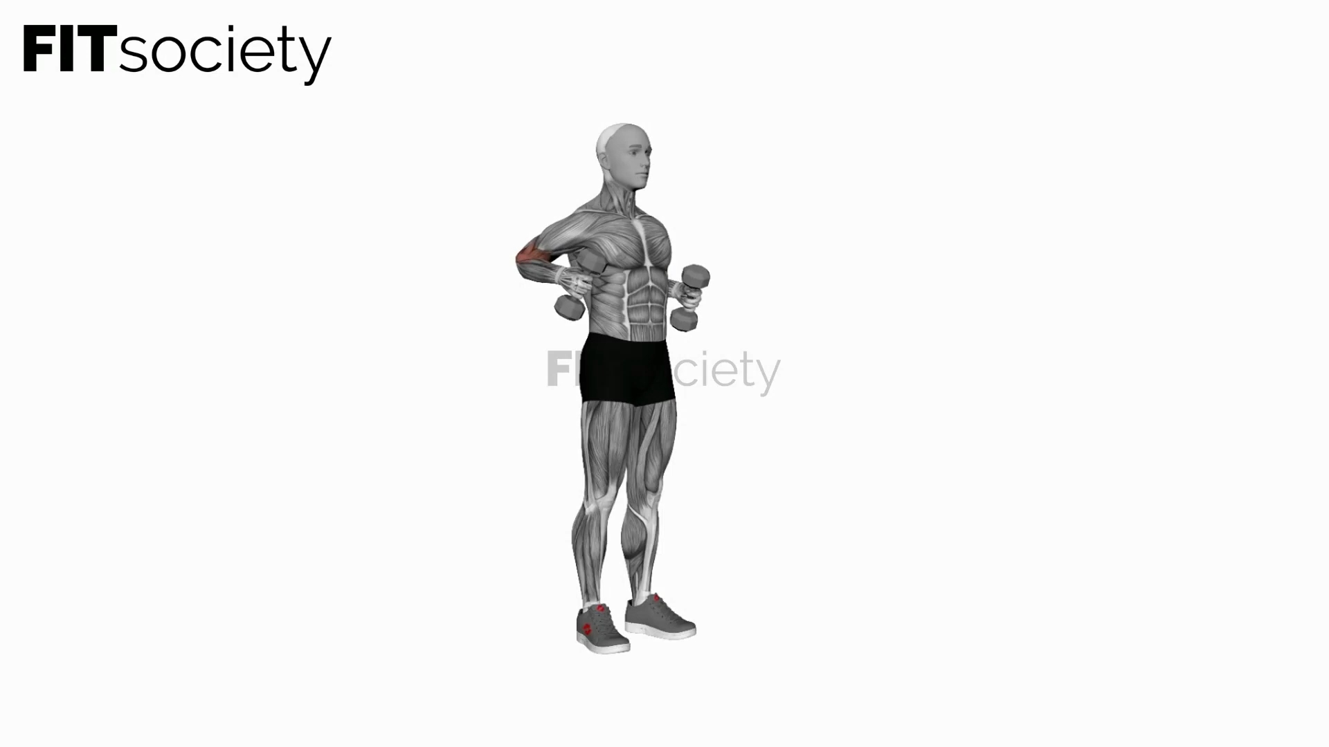 Dumbbell Standing Hammer Drag Curl
