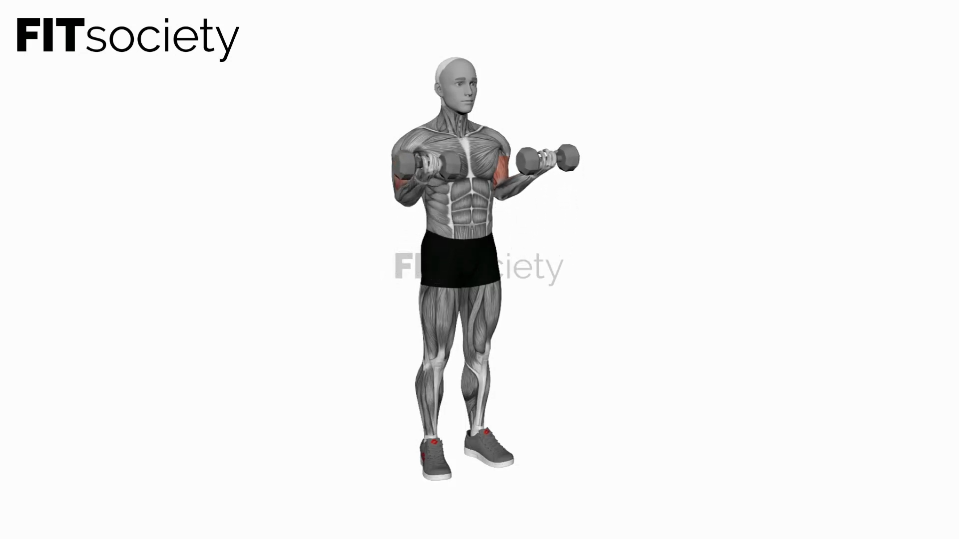 Dumbbell Simultaneous Biceps Curl