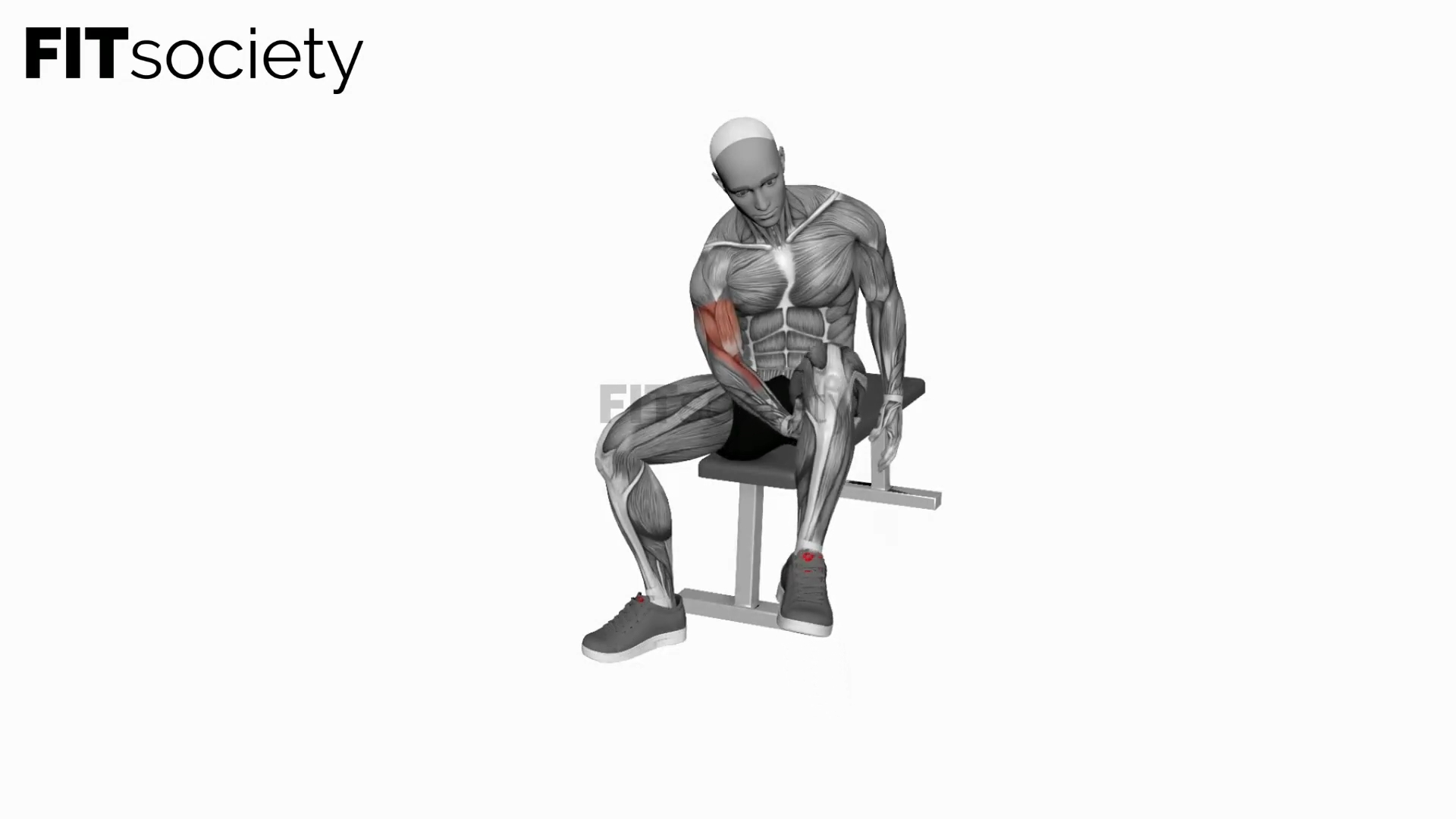 Biceps Leg Concentration Curl