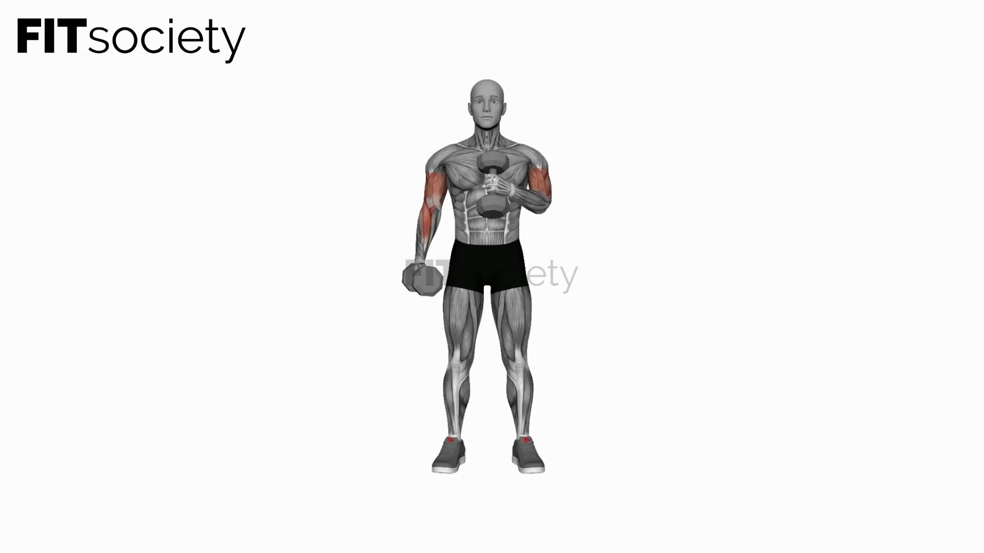 Dumbbell Cross Body Hammer Curl (Version 2)
