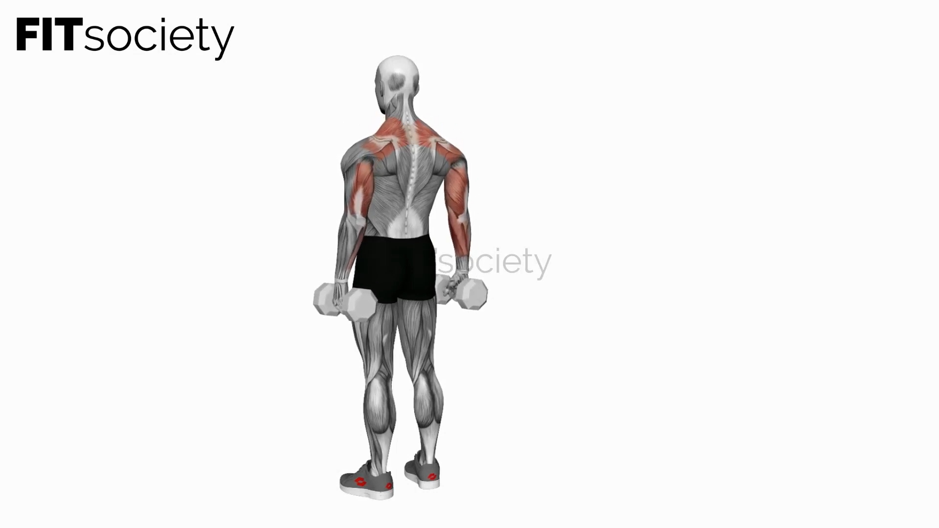 Dumbbell Rear Full Shrugs