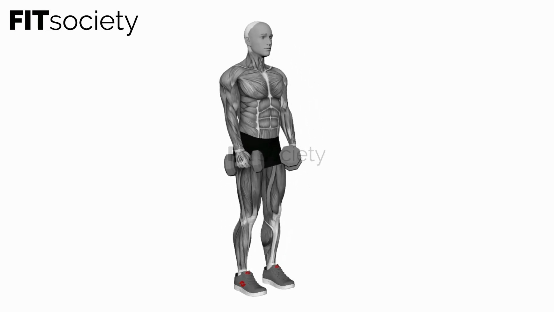 Dumbbell Stiff Leg Deadlift