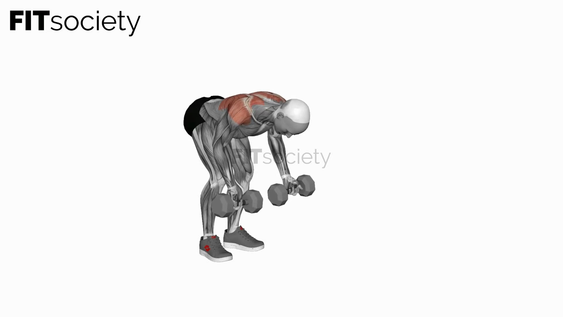 Dumbbell Bent-Over Reverse Row