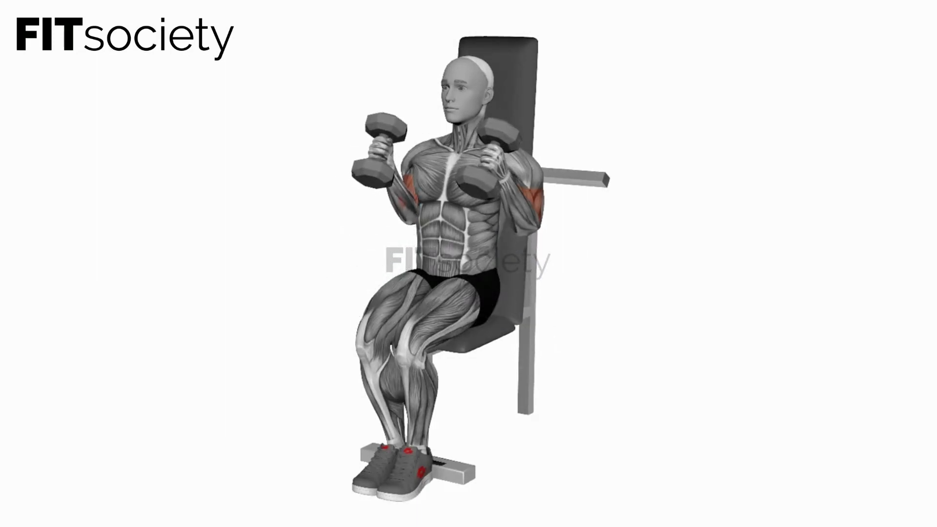 Dumbbell Seated Hammer Curl
